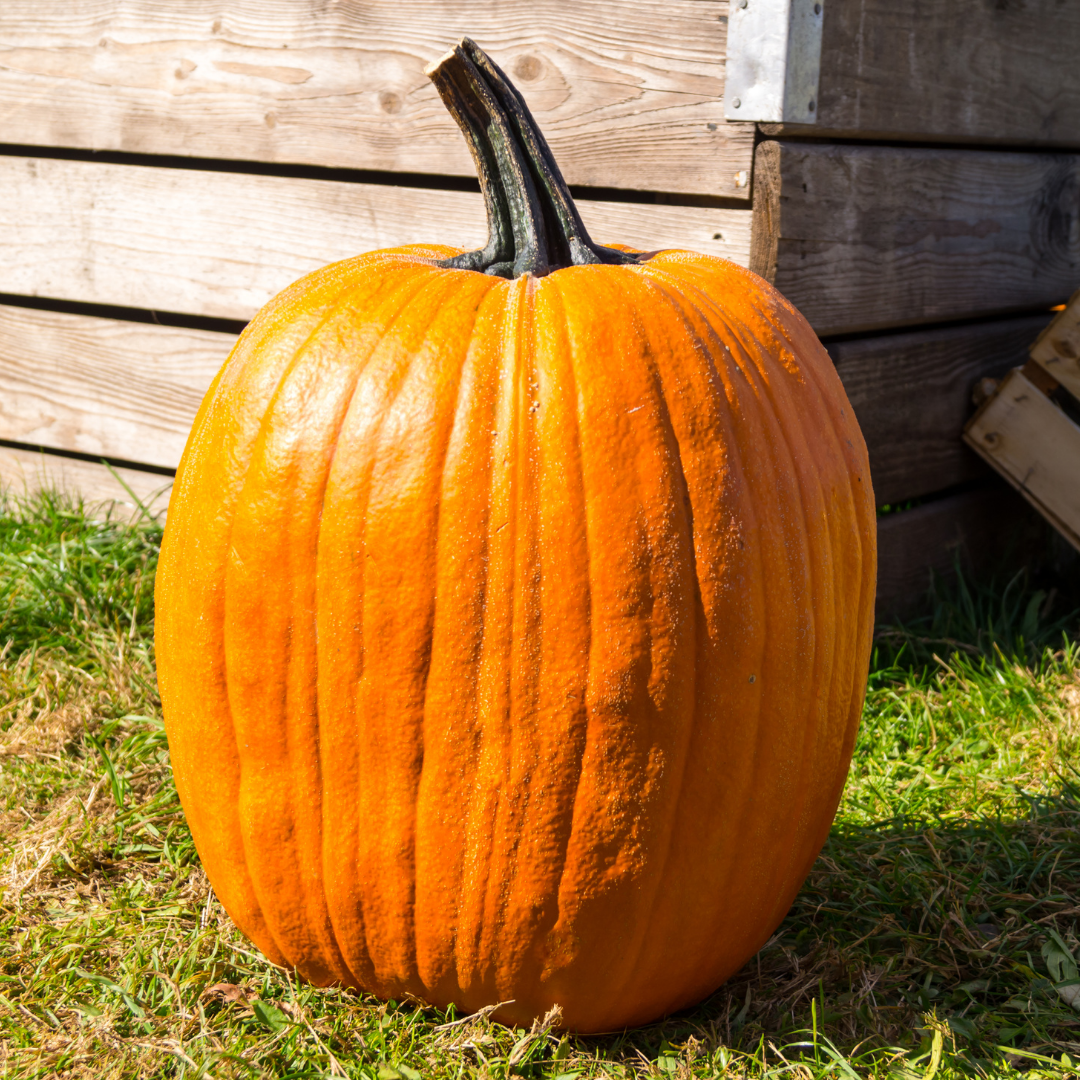 Jättepumpa - Golias