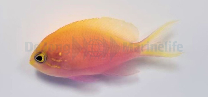 Serranocirrhitus latus  (reef safe)