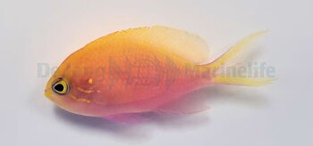 Serranocirrhitus latus  (reef safe)