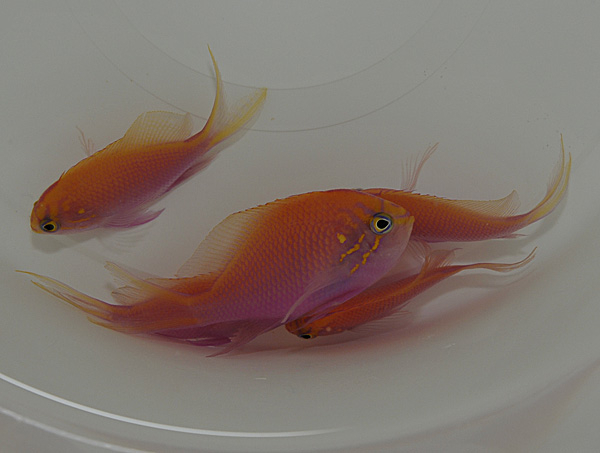 Serranocirrhitus latus  (reef safe) - 2