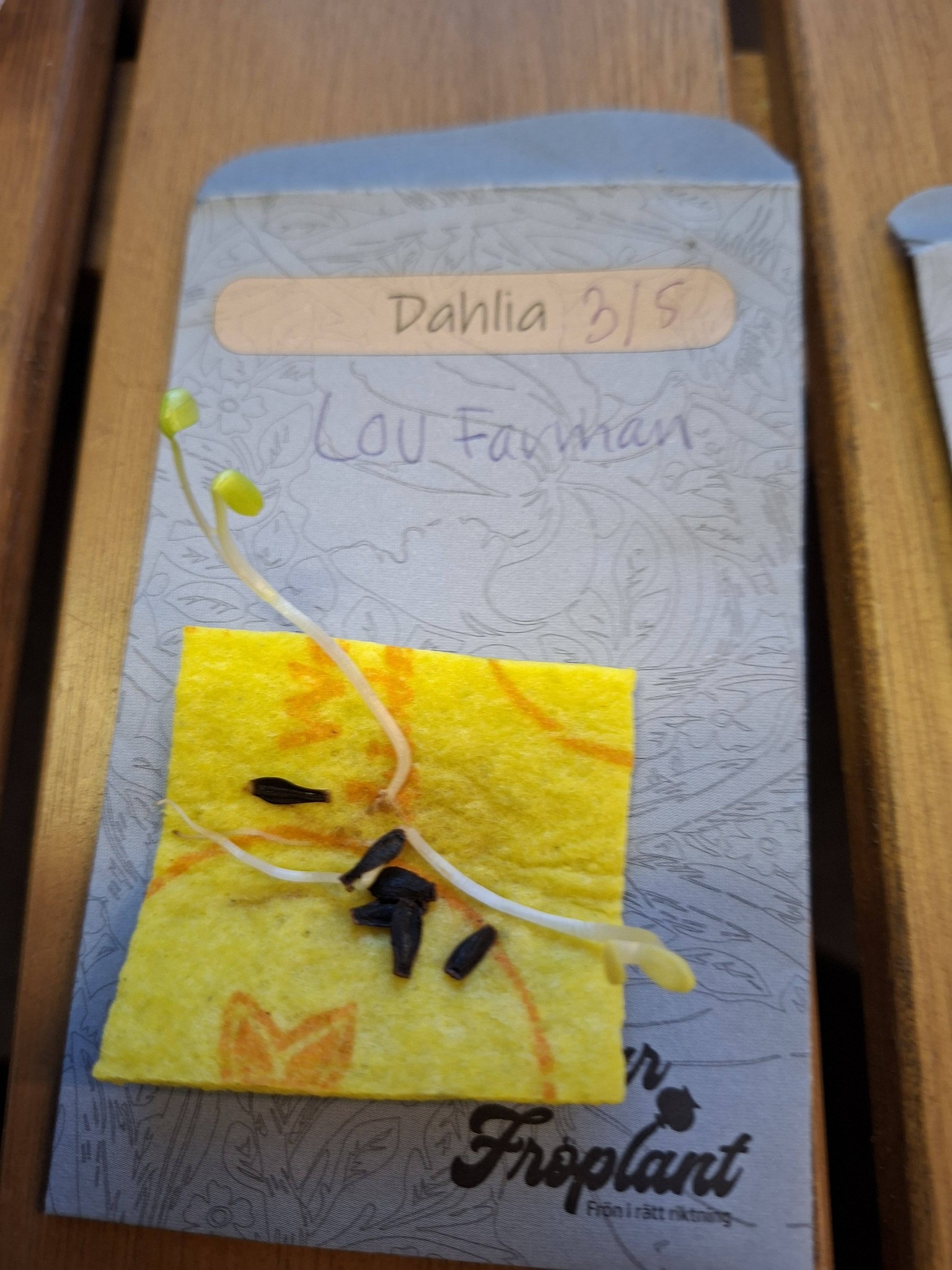 Dahlia Lou Farman Enkelblommande öppet pollinerade 5 frön - 2