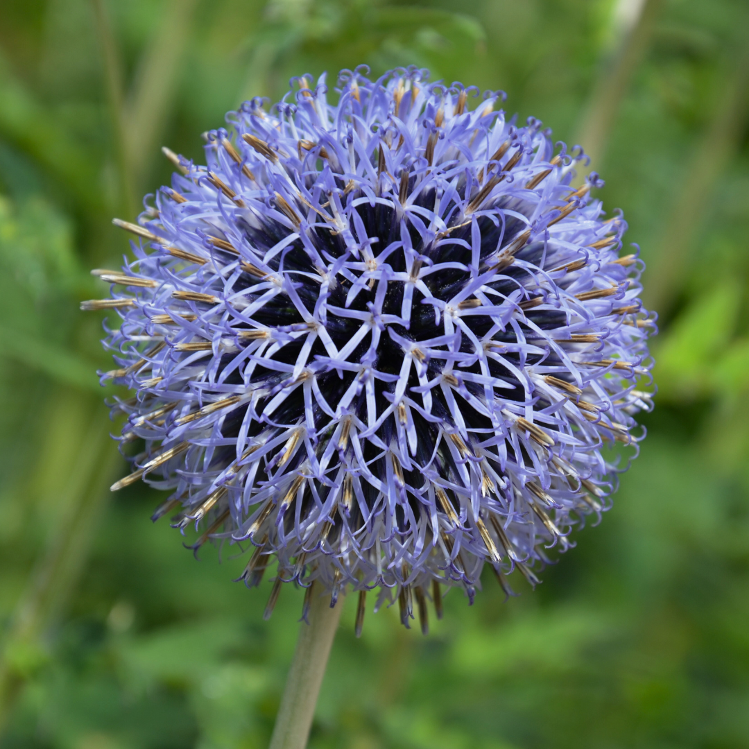 Bolltistel - Blue Glow - 2