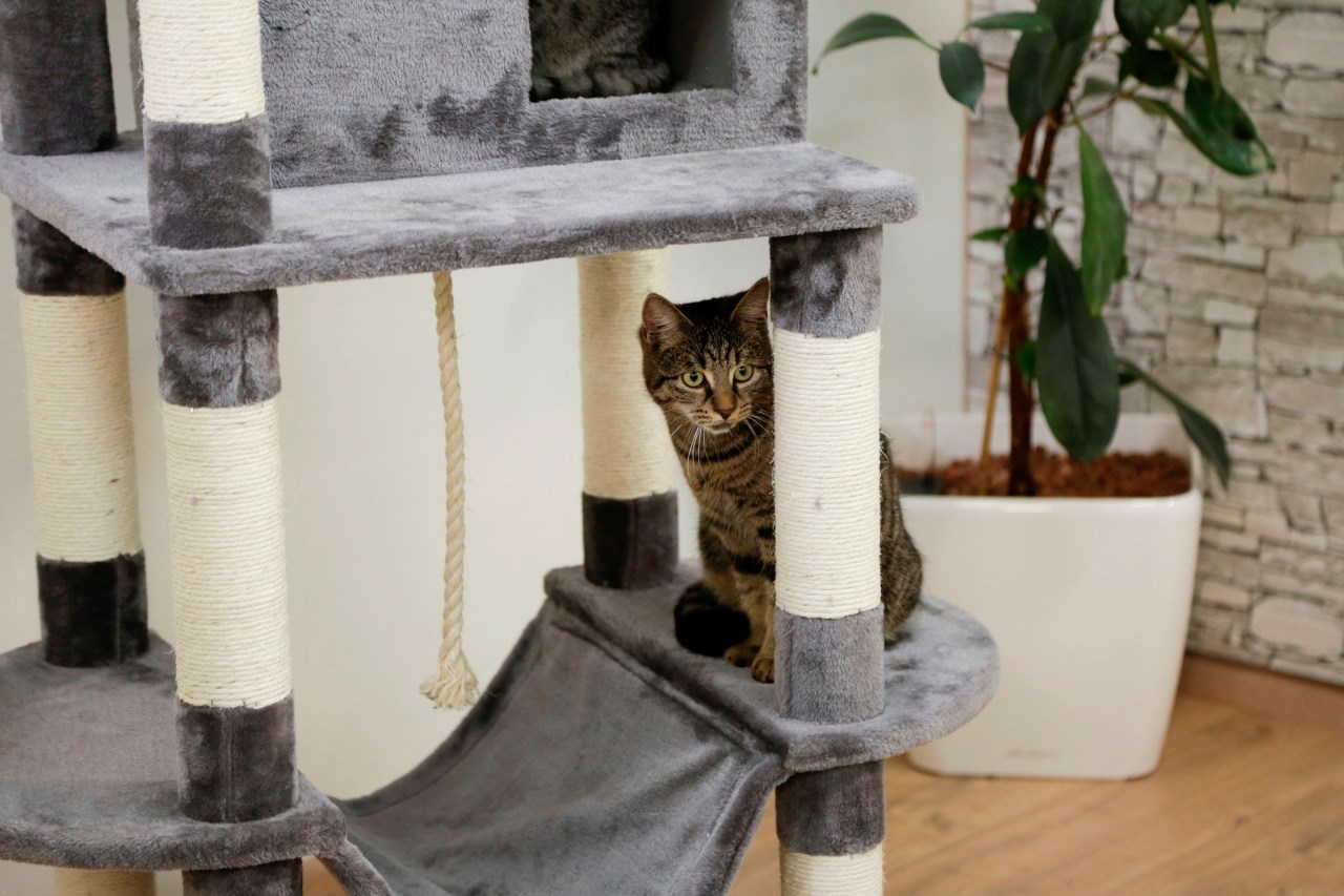 Kerbl Cat Tree Matteo - Modern