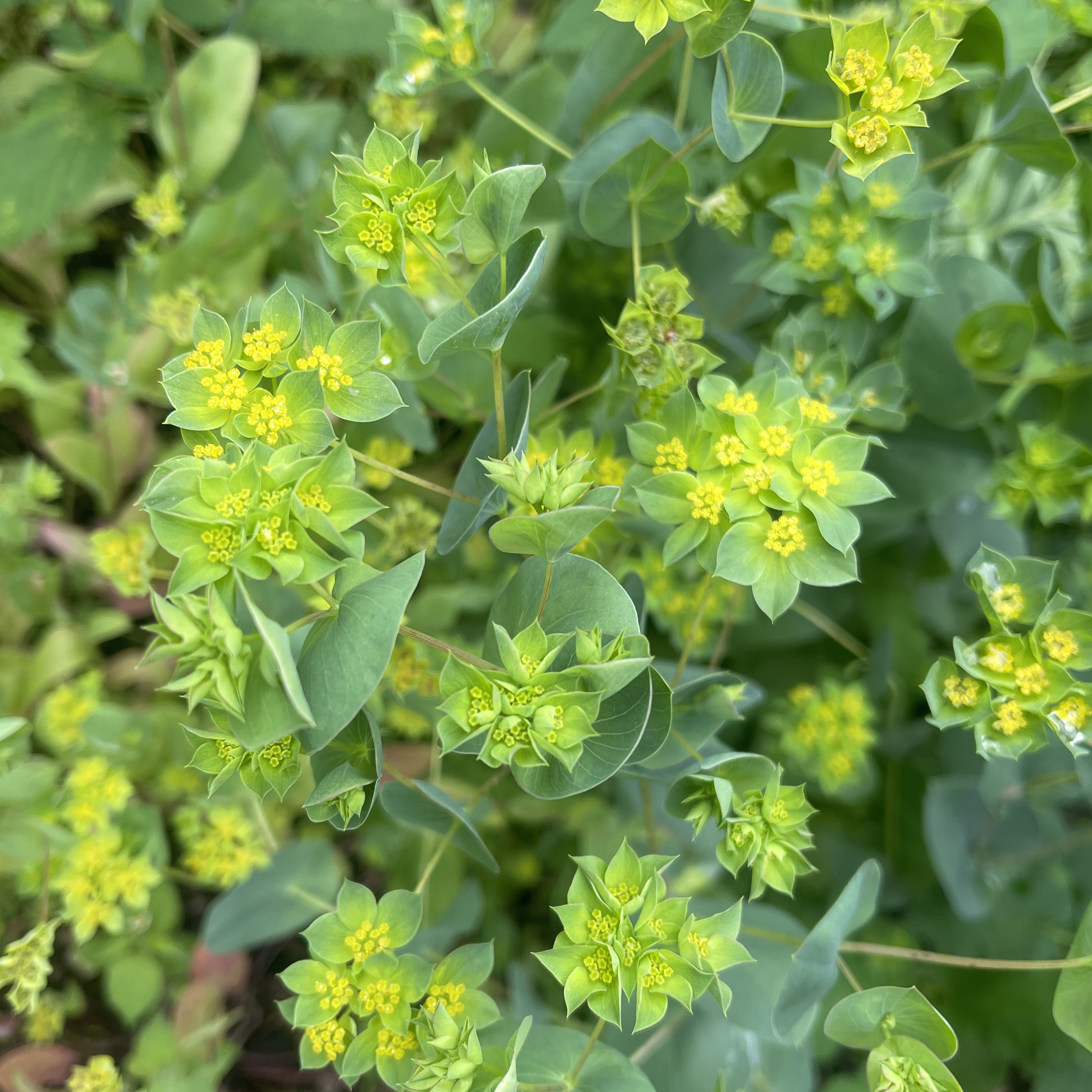 Harört 'Garibaldi'