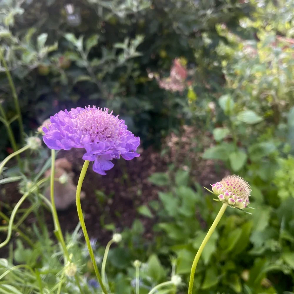 Praktvädd 'Blue Cockade'