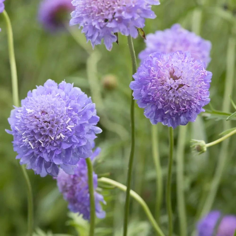 Praktvädd 'Blue Cockade'