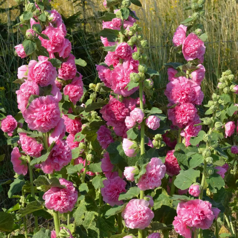 Stockros 'Chater's Rose' - 2