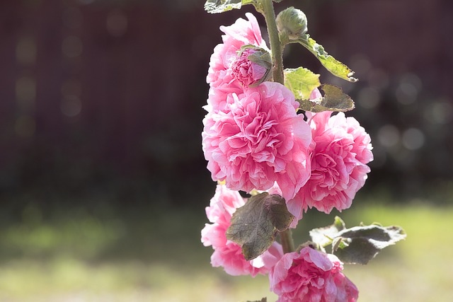 Stockros 'Chater's Rose' - 3