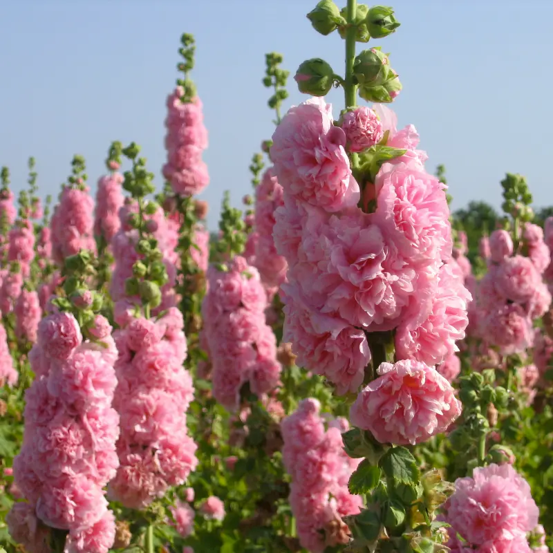 Stockros 'Chater's Rose'