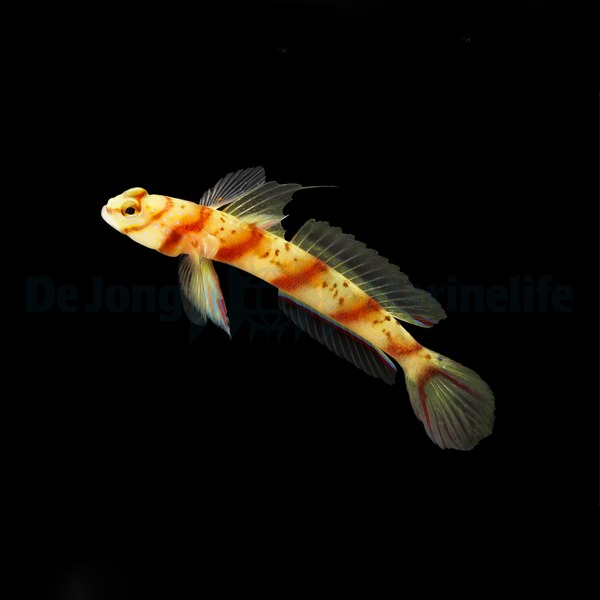 Amblyeleotris diagonalis (reef safe)