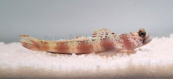 Amblyeleotris latifasciata (reef safe)