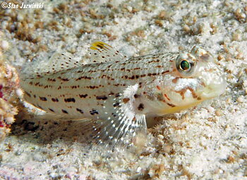 Istigobius Ornatus (reef safe)