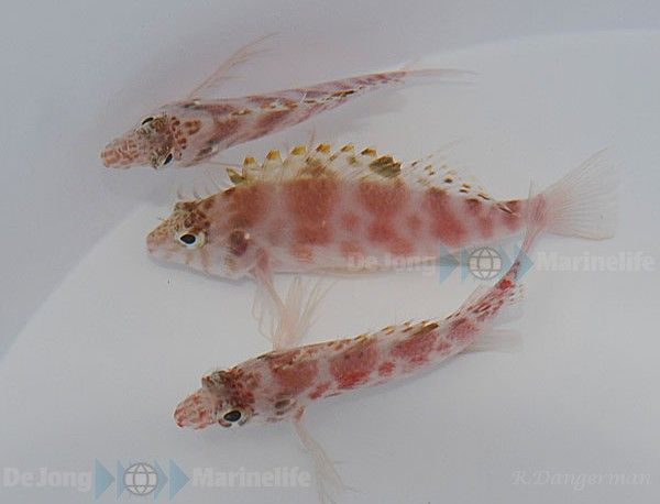 Cirrhitichthys aprinus (reef safe)