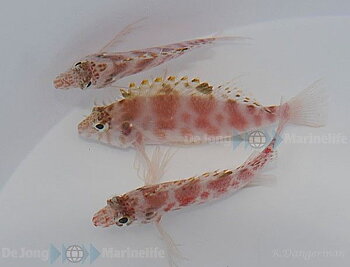 Cirrhitichthys aprinus (reef safe)