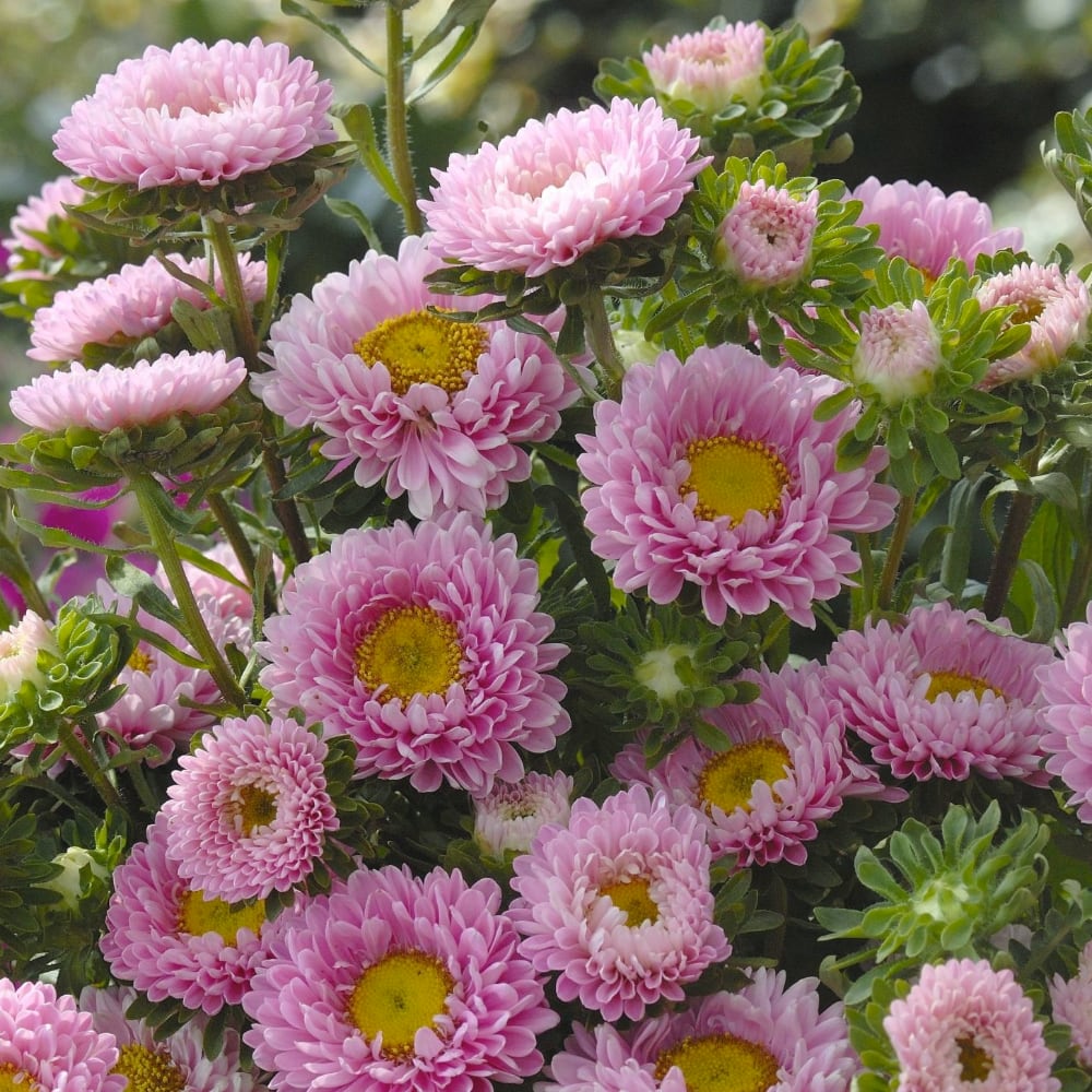 Aster 'Matsumoto Pink'