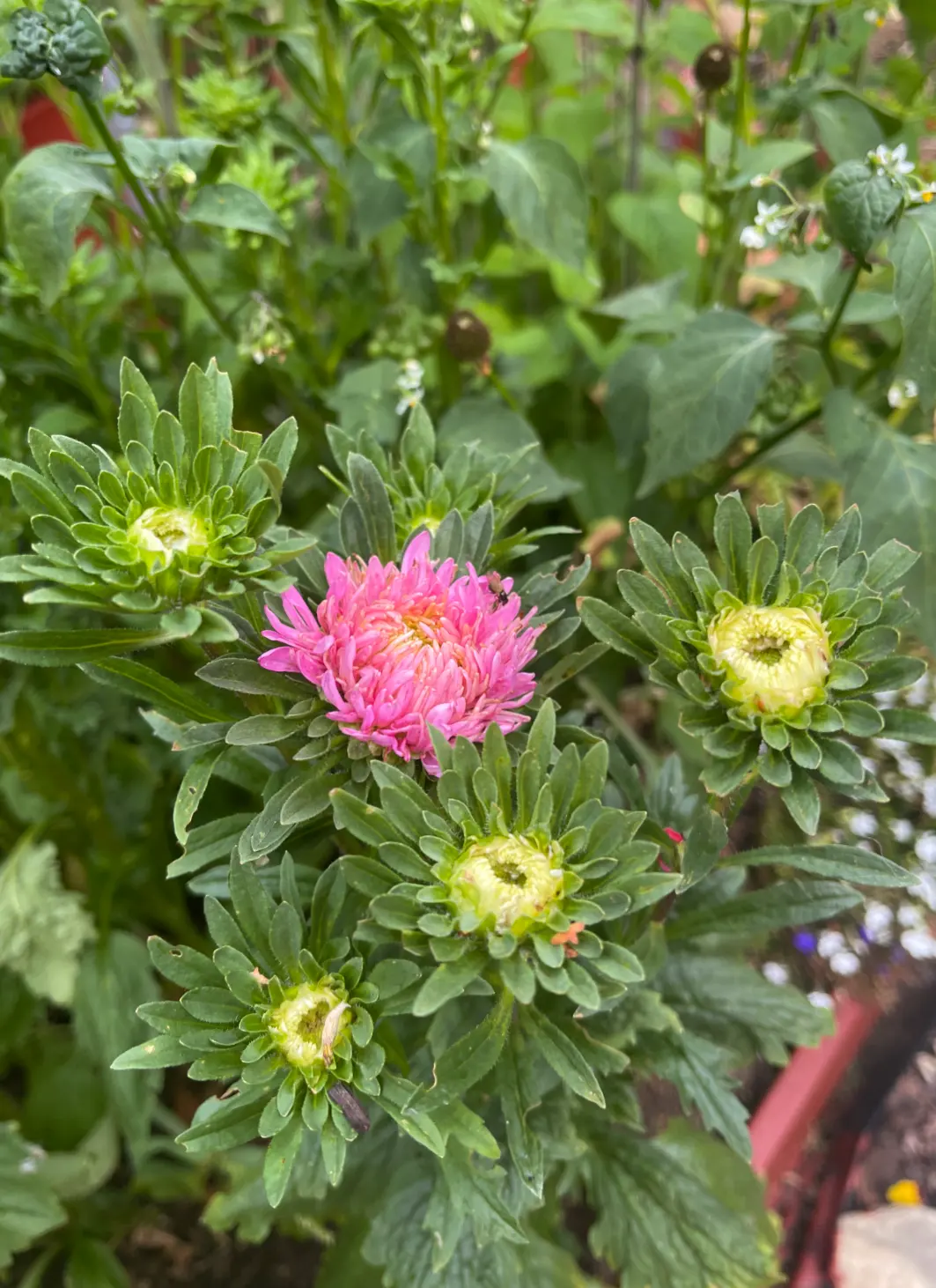 Aster 'Matsumoto Pink'