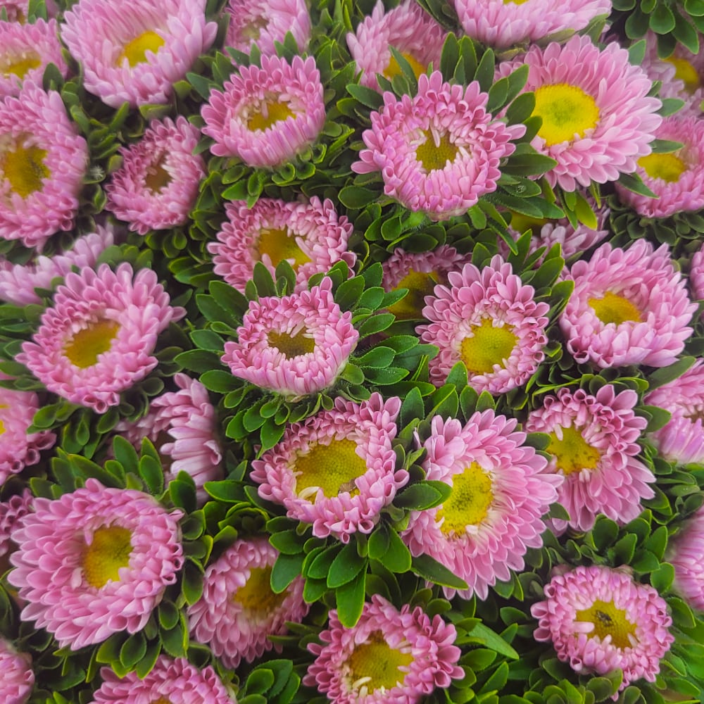 Aster 'Matsumoto Pink'