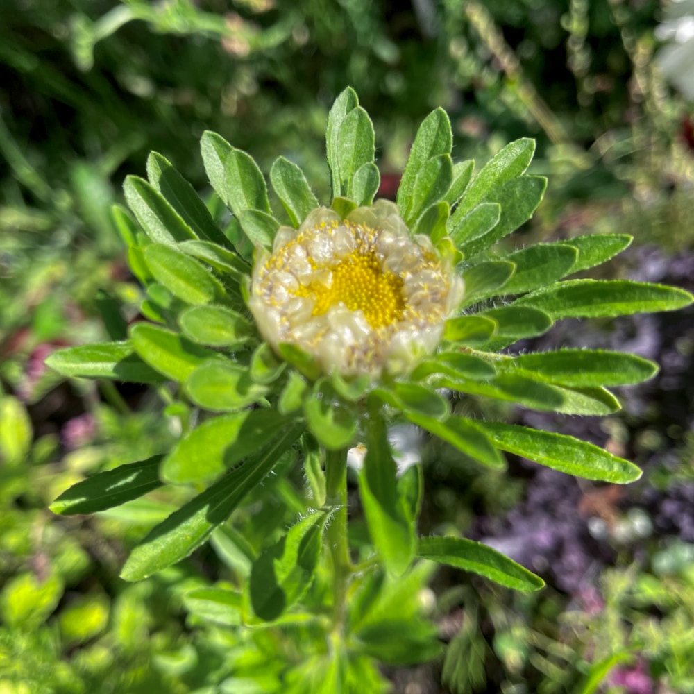 Aster 'Hulk' - 2