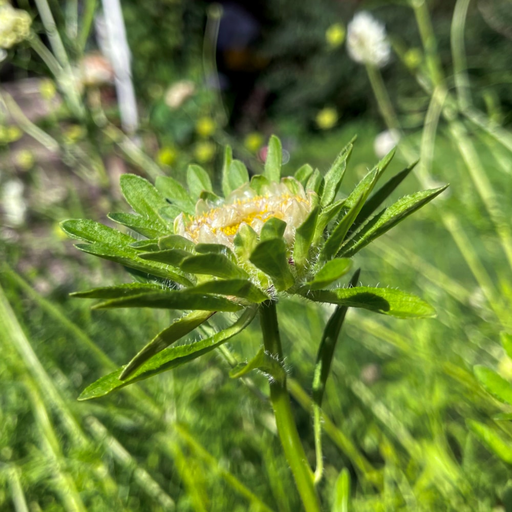 Aster 'Hulk' - 3