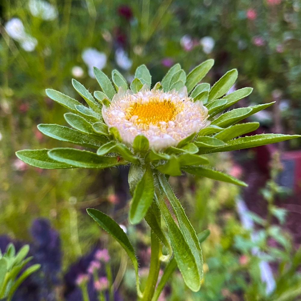 Aster 'Hulk'