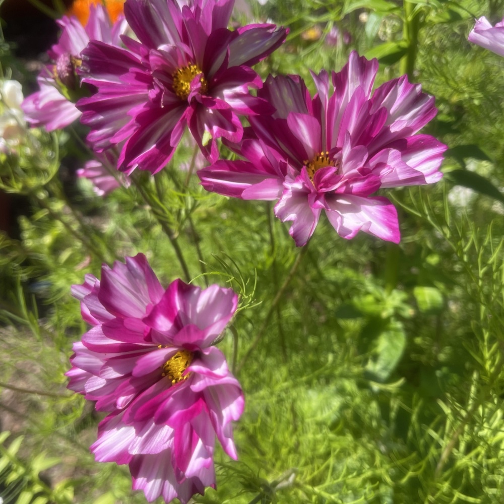 Rosenskära 'Double Click Bicolour Violet'
