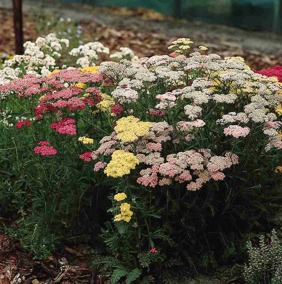 Röllika 'Pastell F2'