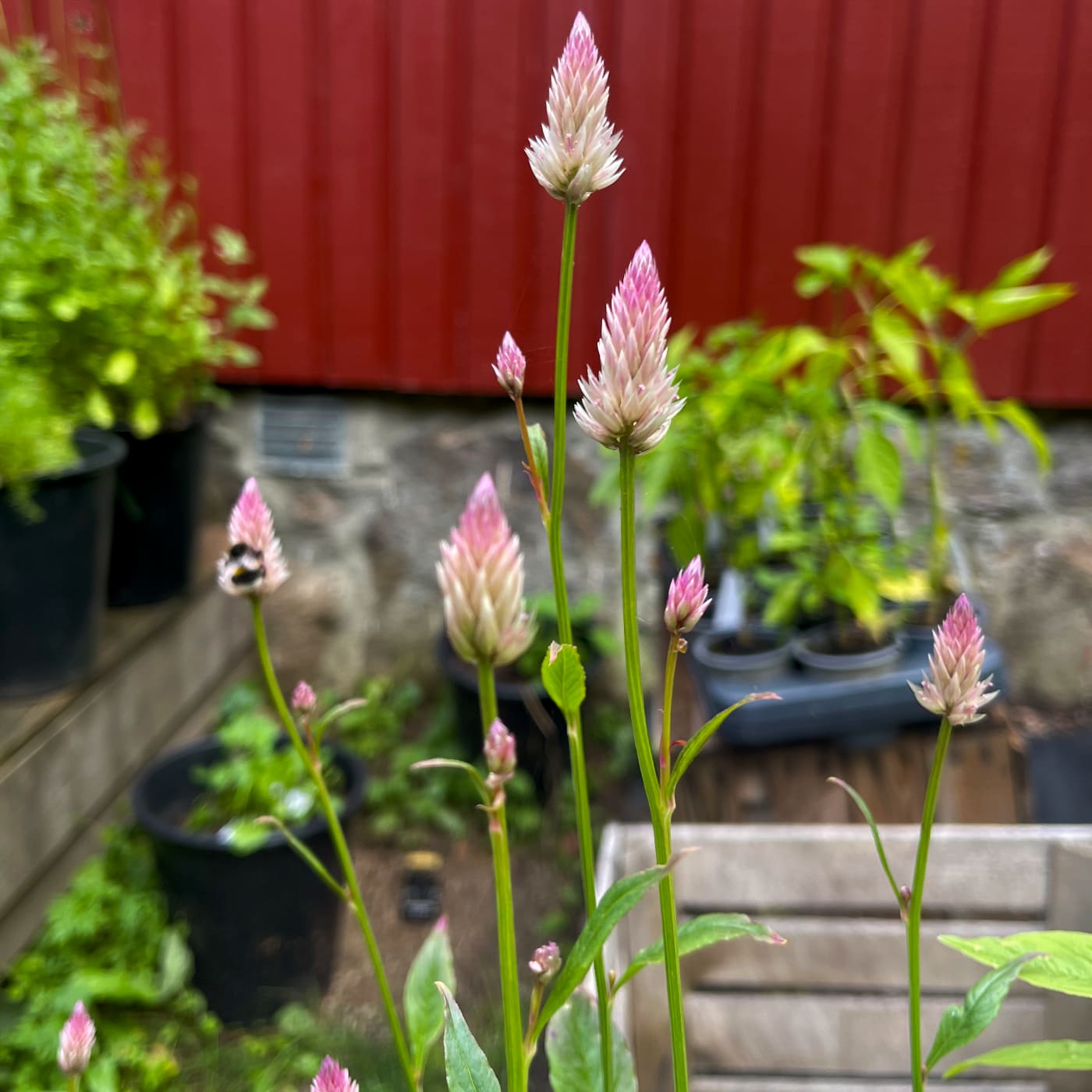 Axamarant 'Xantippe'