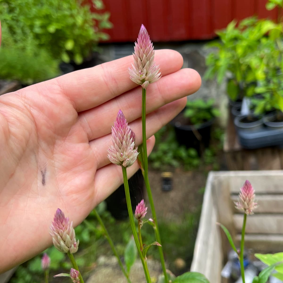 Axamarant 'Xantippe'