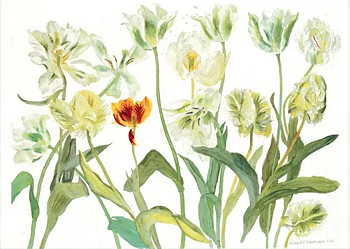 Elizabeth Blackadder : White Tulips  - Kort med kuvert