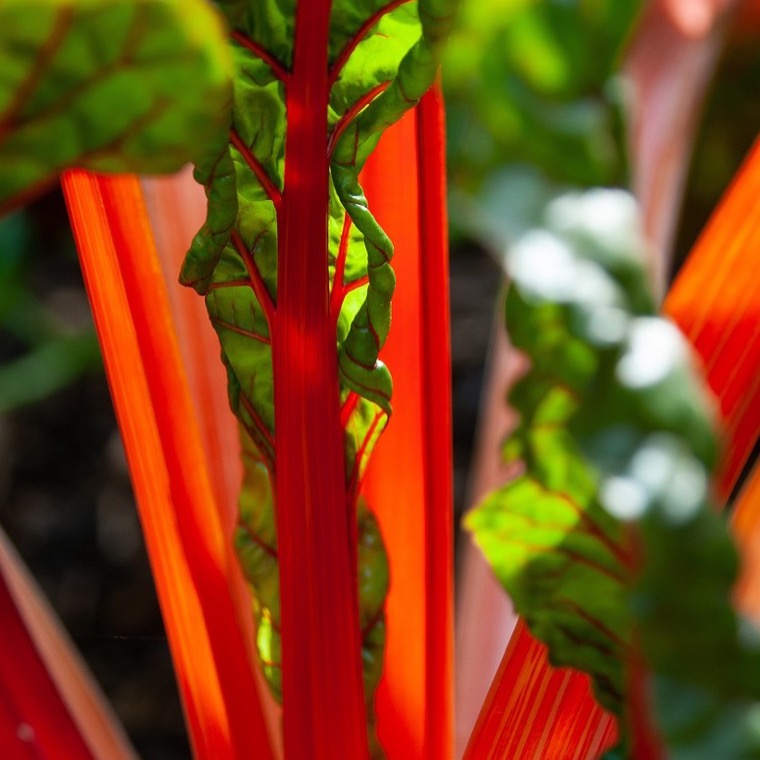 Mangold 'Rhubarb Chard' - Beta vulgaris