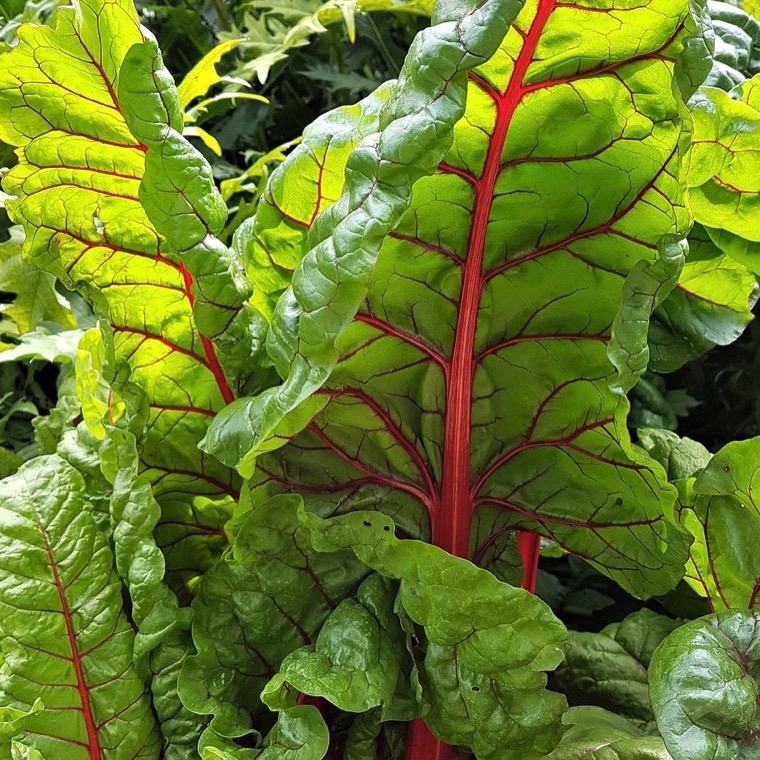 Mangold 'Rhubarb Chard'