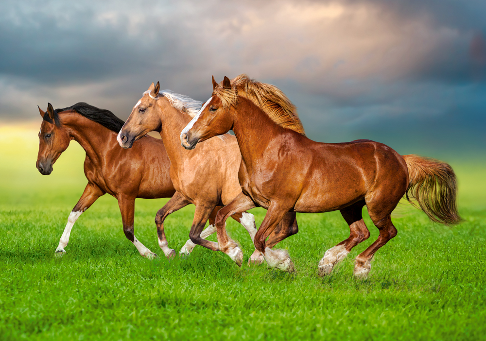 Horses in Spring Rush, puslespil med 500 brikker (B-54084)