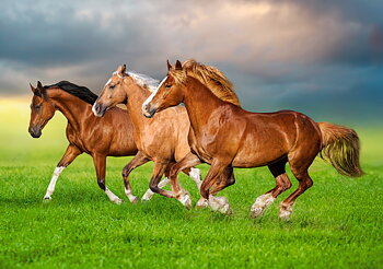 Horses in Spring Rush, puslespil med 500 brikker (B-54084)