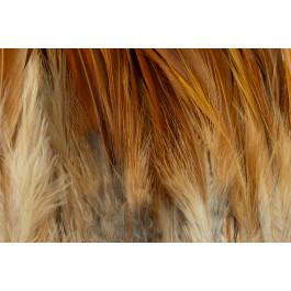 Rooster Saddle Feather - FutureFly  - 12