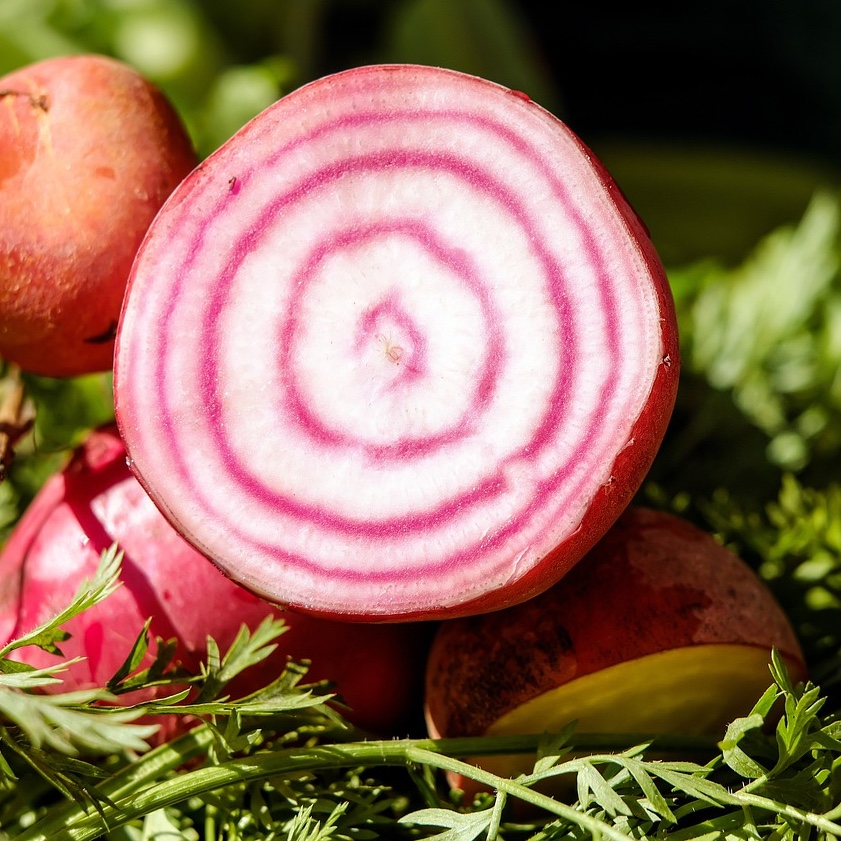 Polkabeta  'Chioggia'