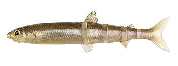 Imakatsu Javallon 85 Super Real 3DR 8,5 cm 6-pack