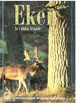 Eken, in i döden levande