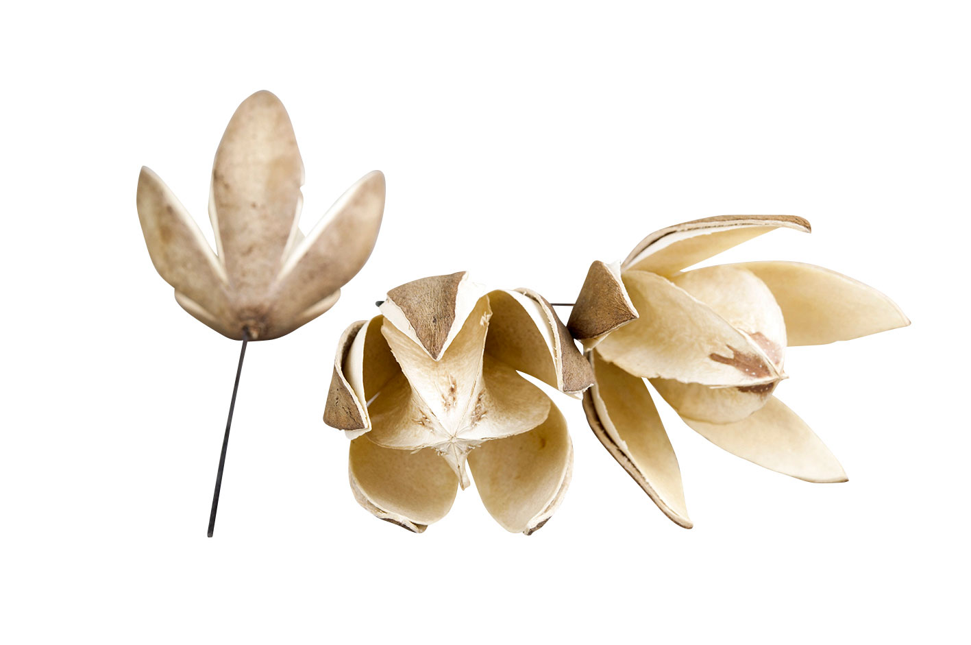 Wild Lilly/Trådad