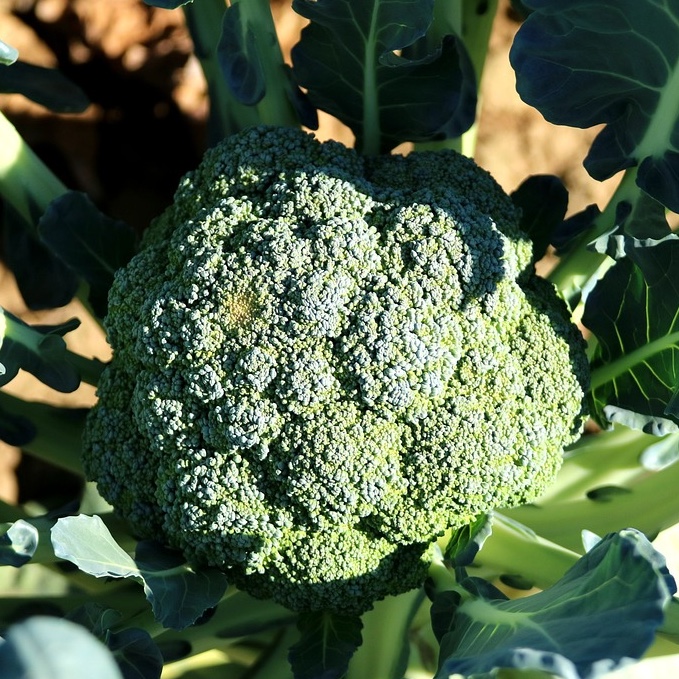 Broccoli 'Calabrese Natalino'