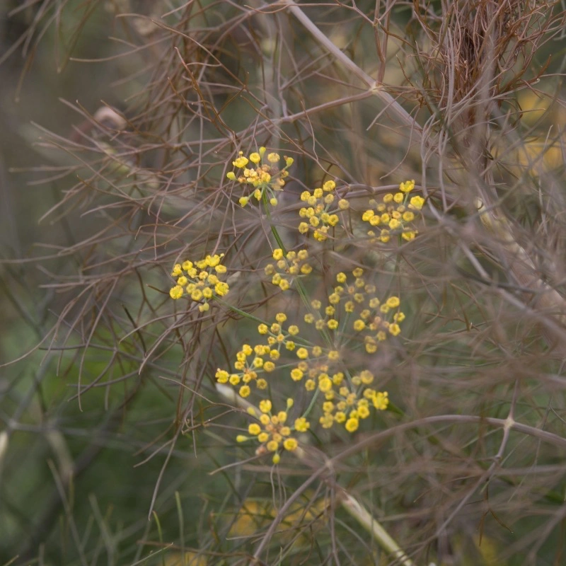 Gula blommor på fänkål 'Smokey'