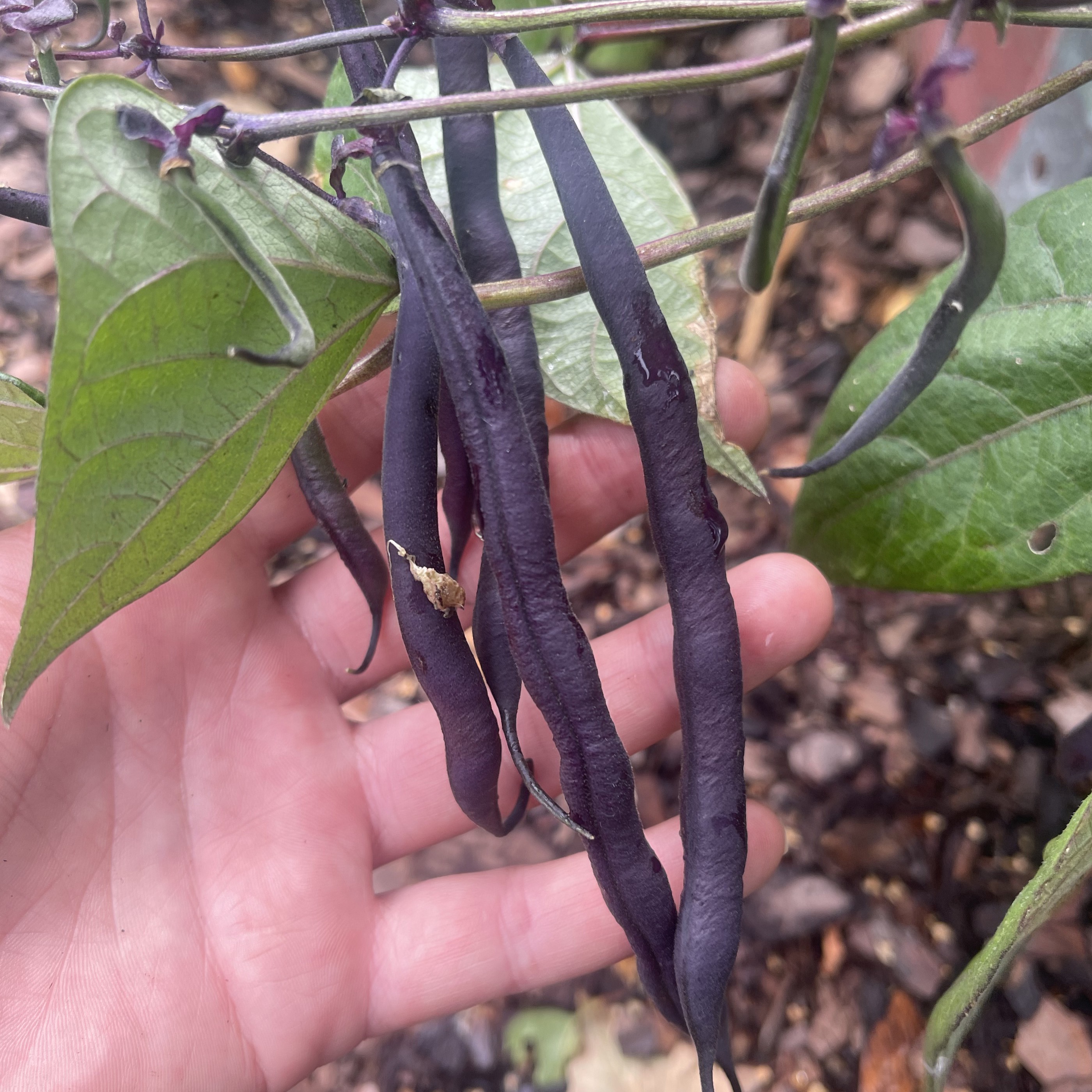 Brytböna 'Purple Queen' - 3
