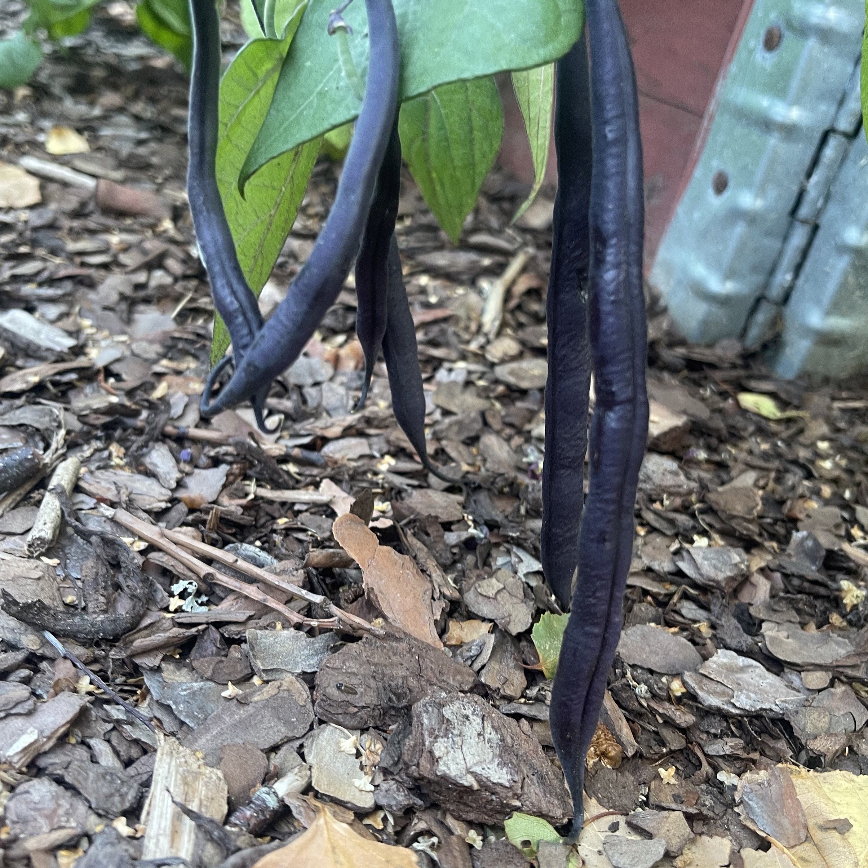 Brytböna 'Purple Queen'