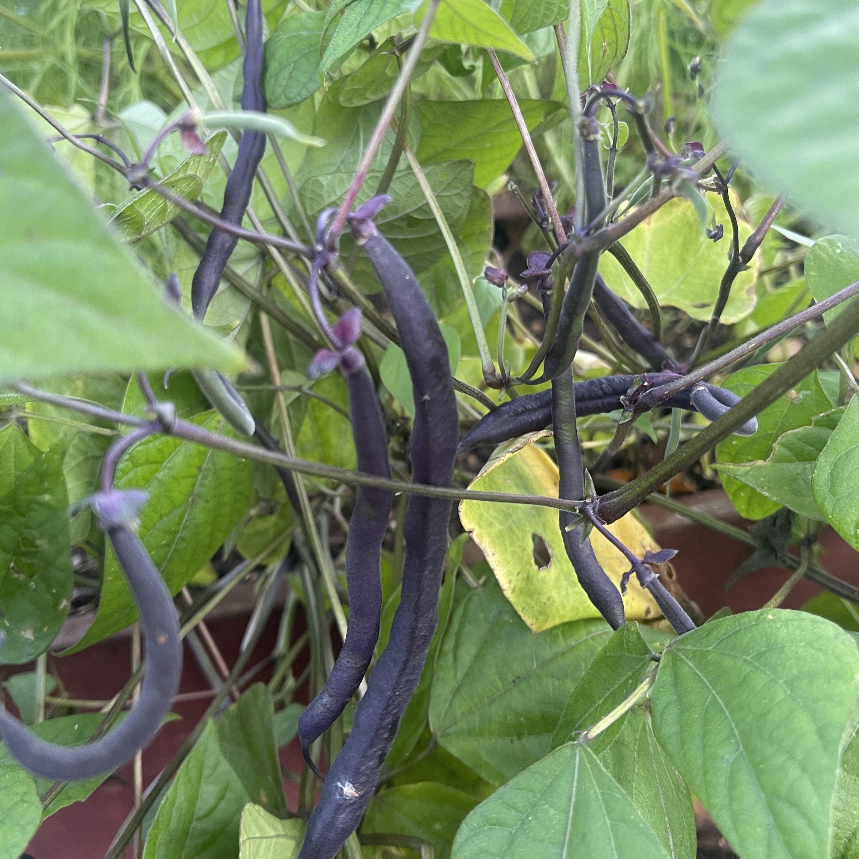 Brytböna 'Purple Queen'