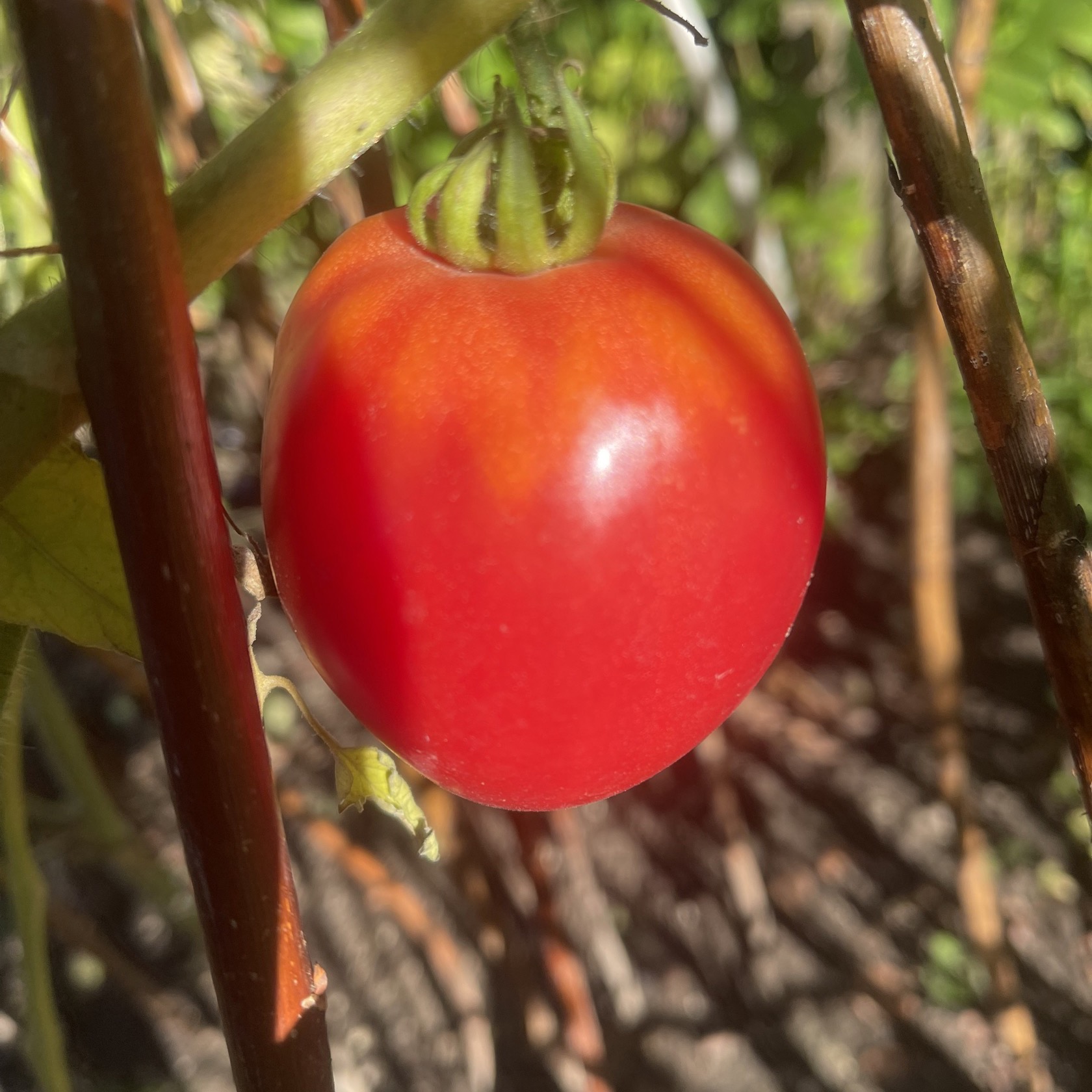 Plommontomat 'Red Oxheart'