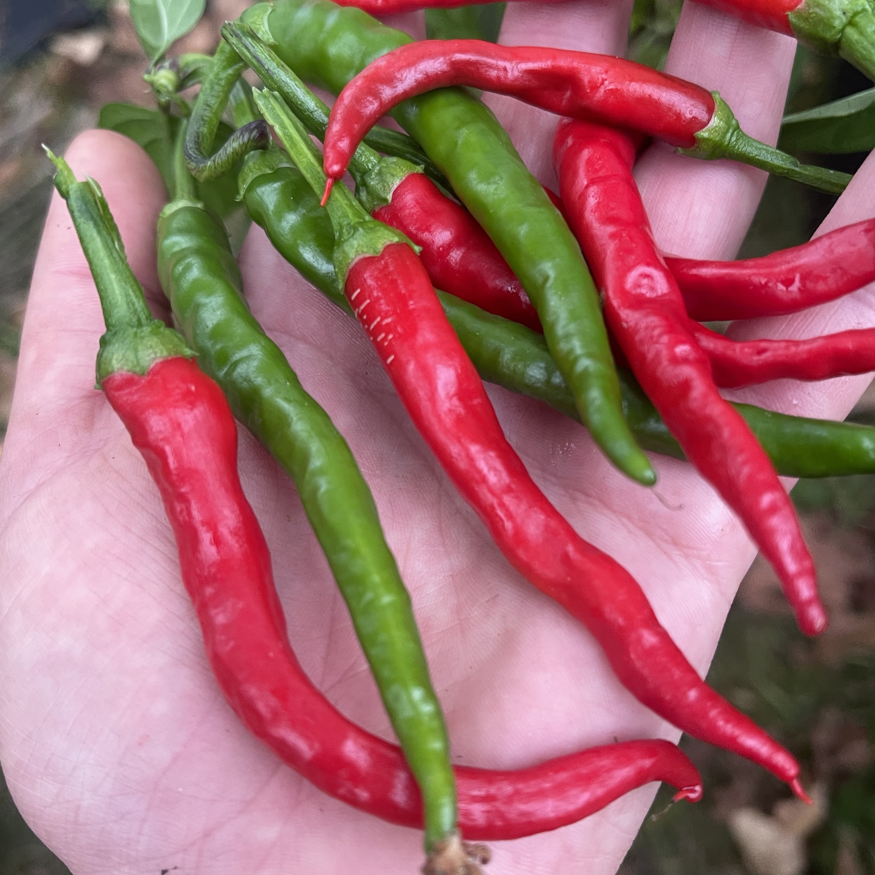 Chilipeppar 'De Cayenne'