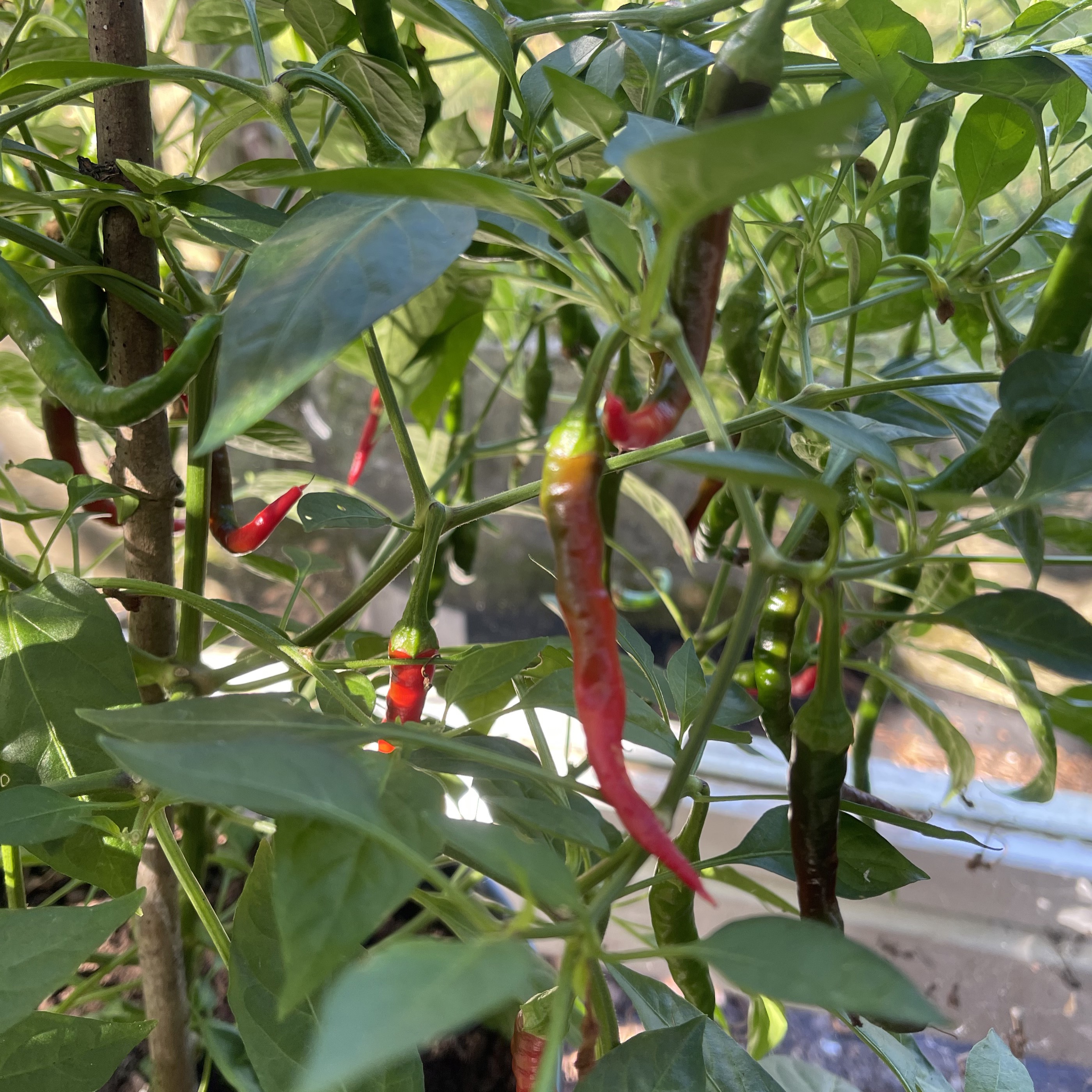 Chilipeppar 'De Cayenne'
