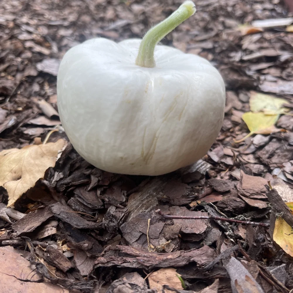 Minipumpa 'Baby Boo' - 3