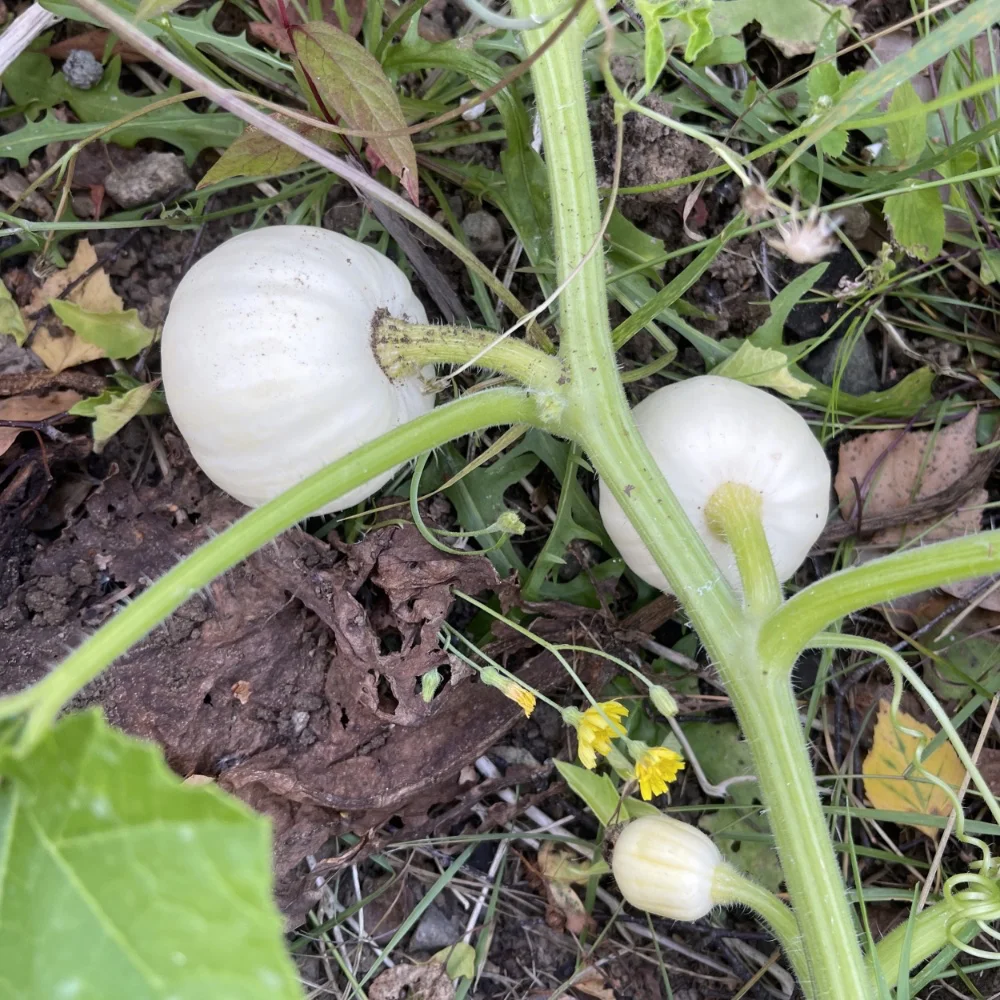 Minipumpa 'Baby Boo'
