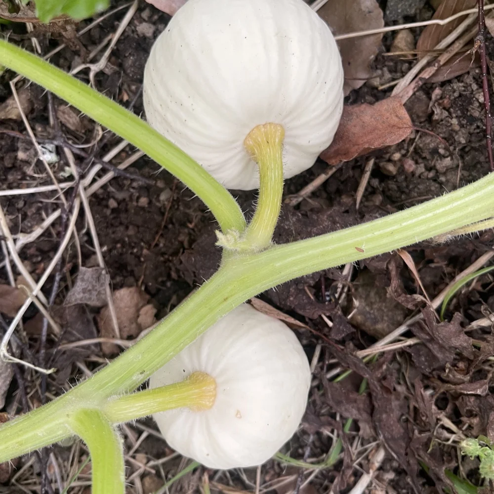Minipumpa 'Baby Boo' - 4