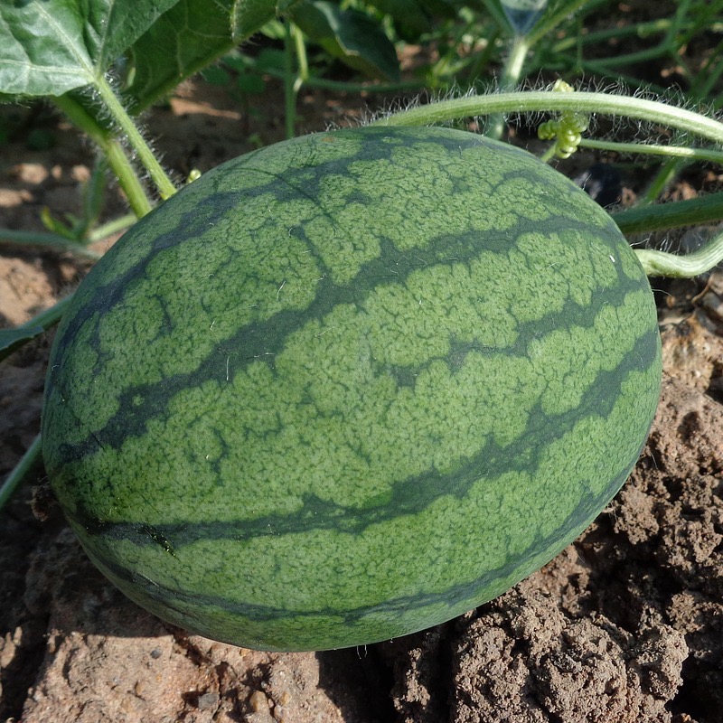 Vattenmelon 'Sugar Baby' - 2